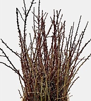 Прунус White Per Bunch дл.80 1шт