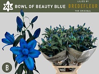 Лилия Dbl Bowl of Beaty Blue Paint 5+ 10шт