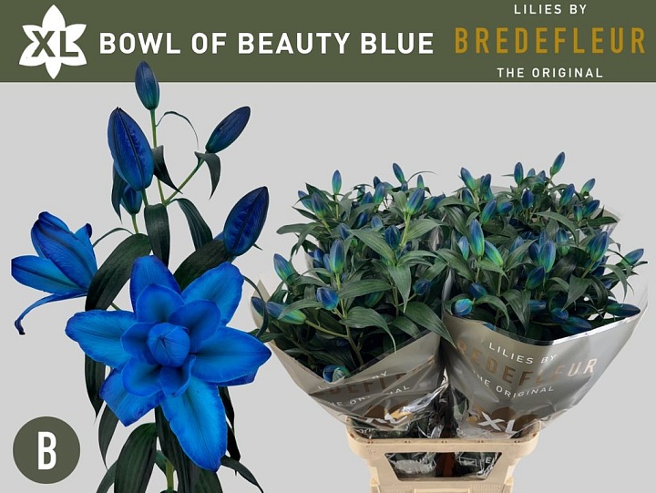 Лилия Dbl Bowl of Beaty Blue Paint 5+ 10шт