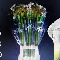 Калла Ae Colombe Del Paix дл.60 10шт