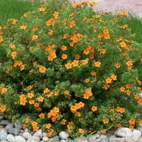 Лапчатка (Potentilla) куст. Манго Танго d17 h15-25 (СГ) 1шт