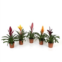 Вриезия Экселент микс d12 h40 10шт