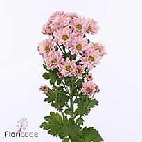 Хризантема кустовая Resq Salmon 5шт