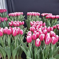 Тюльпан Mark Design 10шт