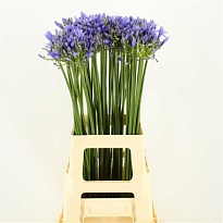 Агапантус Uri 10шт