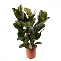 Фикус Робуста 3рр d27 h100 1шт