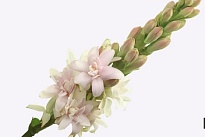 Полиантес Epic Elle 10шт