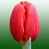 Тюльпан Саррендер 10шт