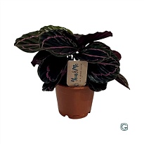 Калатея Дотти (керамика) d7 h20 12шт