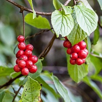 Лимонник китайский Синензис/Цв.Кор 1шт