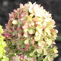 Гортензия (Hydrangea) метельчатая Гарденлайтс Гринлайт 10л h20-30 1шт