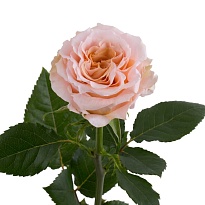 Роза Monse Shimmer дл.50 25шт