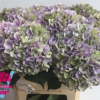 Гортензия Royal Benefit (classic) дл.80 d22 1шт