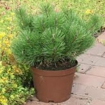 Сосна (Pinus) горная Муго Мугус 2л h15-20 1шт