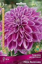 Георгина декоративная Пепл Экспложн 1шт