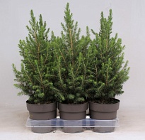 Ель (Picea) канадская Коника (KV) d15 h55-65 6шт