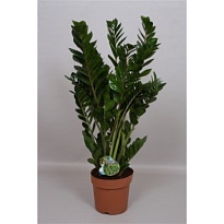 Замиокулькас d24 h95 1шт