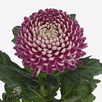 Хризантема одноголовая Couture 10шт