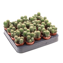 Эхинопсис Шпаха d5 h10 20шт