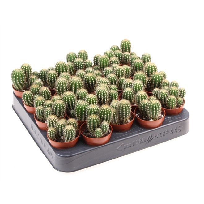 Эхинопсис Шпаха d5 h10 20шт