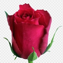 Роза PJ Dave Madam Cerise дл.35 10шт