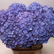Гортензия Pimpernel дл.80 d 20-22 1шт