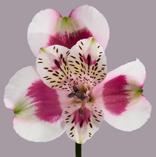 Альстромерия Tessa Sweetheart дл.60 10шт