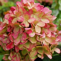 Гортензия (Hydrangea) метельчатая Граффити d14 h20-30 8шт