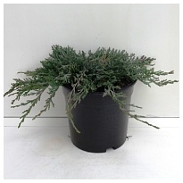 Можжевельник (Juniperus) горизонт. Вилтони d9 h5-15 18шт