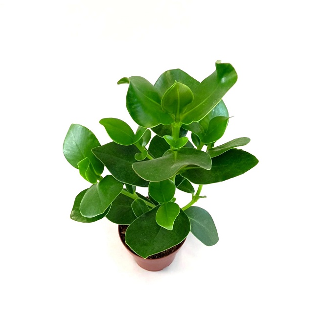 Клузия Принцесса d12 h30 8шт