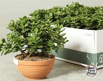 Крассула Сансет (чаша) d17 h30 5шт