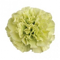Гвоздика Prado mint 20шт