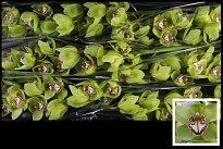 Орхидея Cymbidium Mrs Robin Hood 1шт