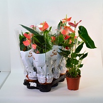 Антуриум микс Экстра d17 h55 6шт