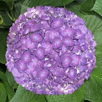 Гортензия Condor Andino Sas Light Purple дл.PREMIUN 1шт