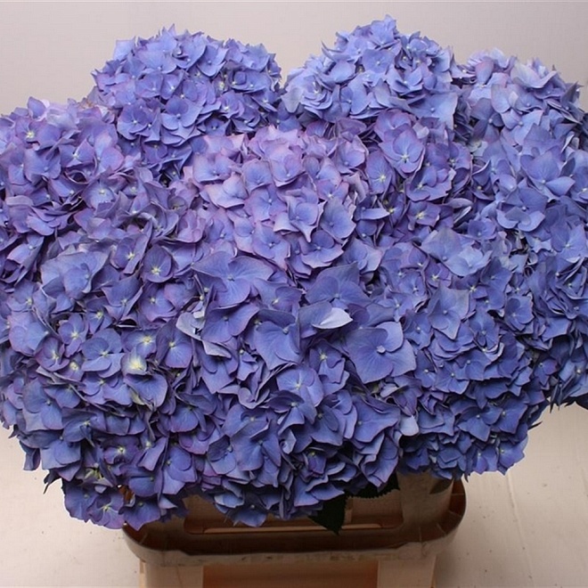 Гидрангея Pimpernel дл.60 1шт