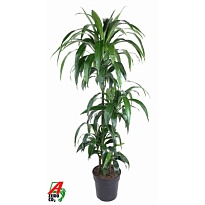Драцена Джэнет Крейг 4Д d27 h140 1шт