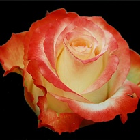 Роза Quim Cabaret дл.50 25шт