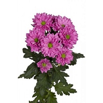 Хризантема кустовая Prada 5шт