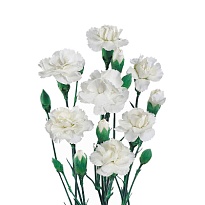 Гвоздика Sisa Green Flowes White дл.SELECT 25шт