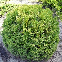 Туя (Thuja) западная Тини Тим d17 h30 1шт
