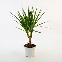 Драцена Марг. d13 h55 6шт