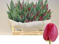 Тюльпан Assisi 10шт