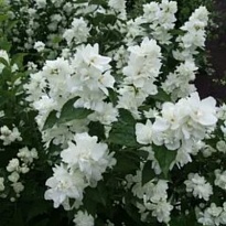 Жасмин садовый (Чубушник) Зоя Космодемьянская/Цв.Кор