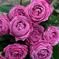 Роза Мисти Баблс спрей/Цв.Кор