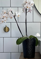 Кашпо Polnix Orhid d13 h15см керамика черный