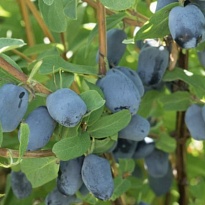 Жимолость Бореал Бьюти/Цв.Кор 1шт