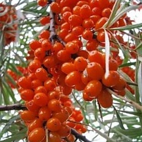 Облепиха Джемовая/Цв.Кор