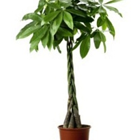 Пахира Твист Стэм d24 h130 1шт