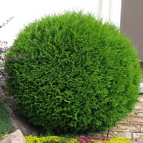 Туя (Thuja) западная Даника 20л h30-35 1шт